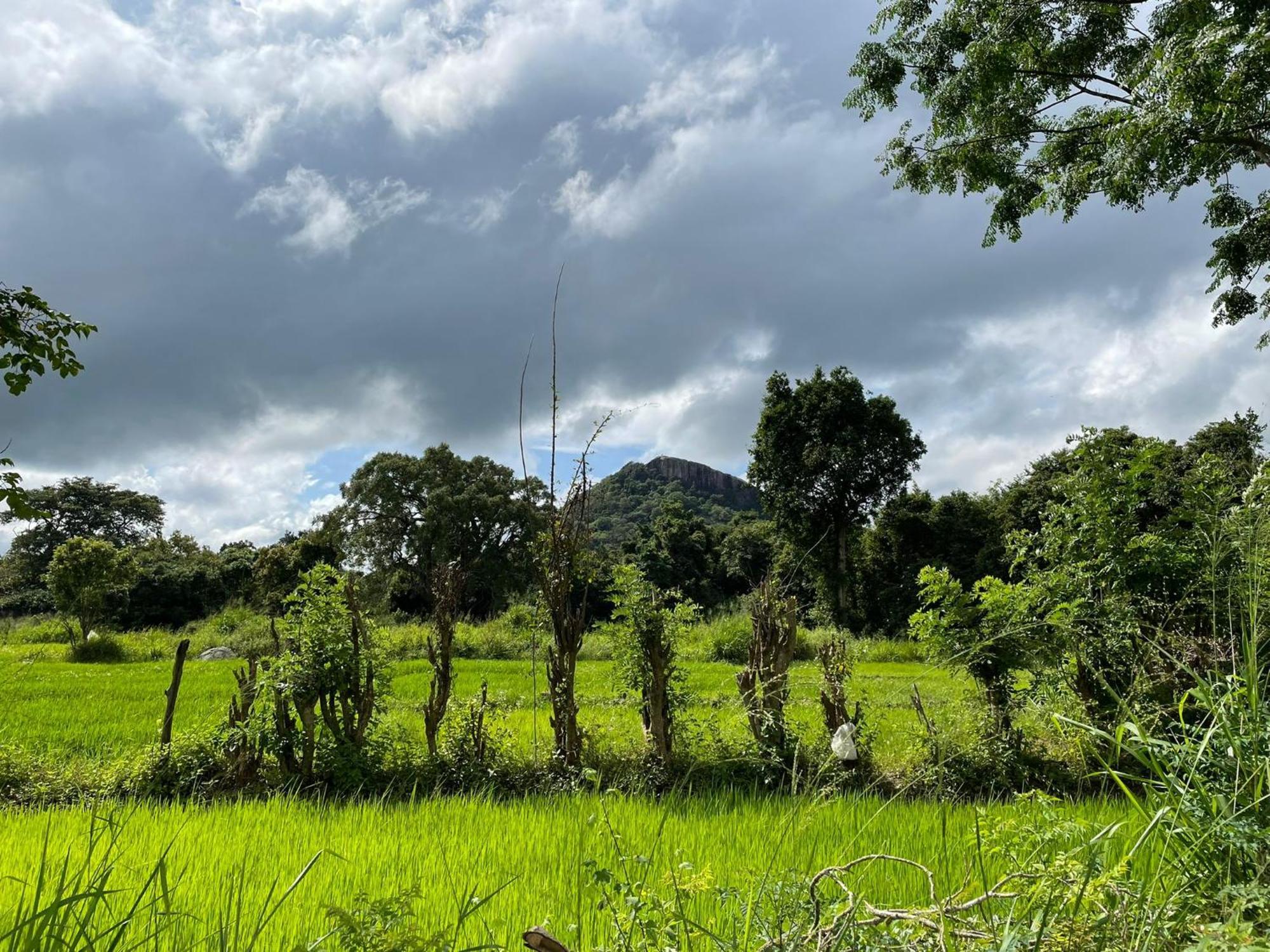 Thilina Homestay Sigiriya Rum bild